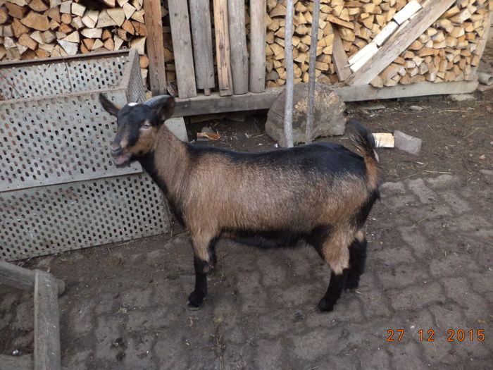 Cezara la 7 luni jumate