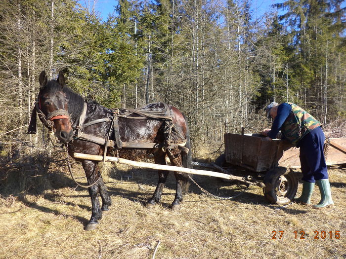 Luam si ceva cetina - CU PETRICA LA PADURE 19 decembrie