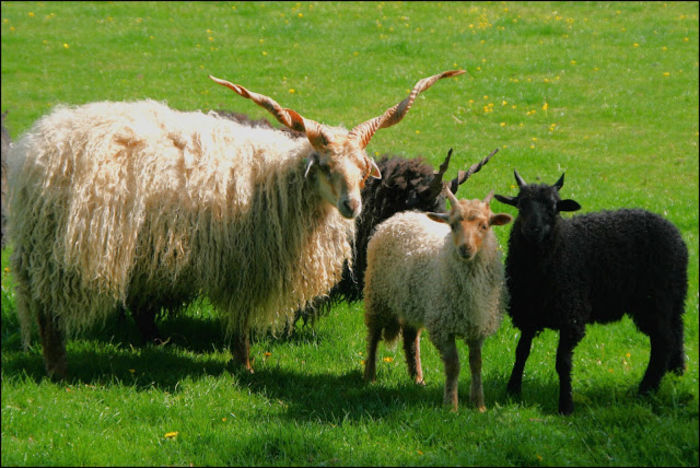 racka sheep