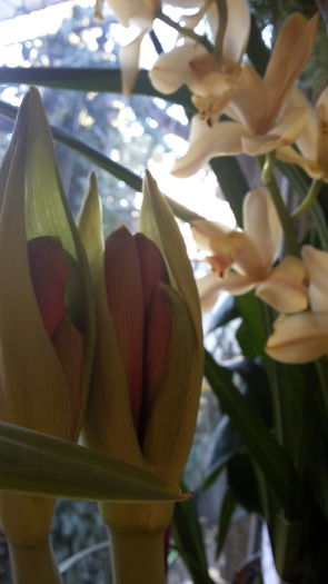 20151227_104218 - decembrie 2015