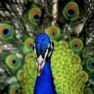 91349_ae4c4f0fde9d267f9e56684fc8dd2884_mdsq - BIRDS