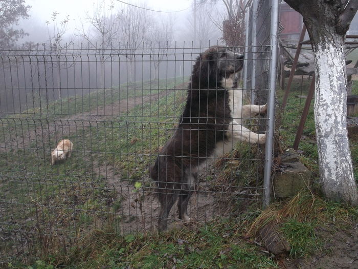 ....UN PAZNIC.....SI...... - FERMA LEONTE 2016 BISTRITA