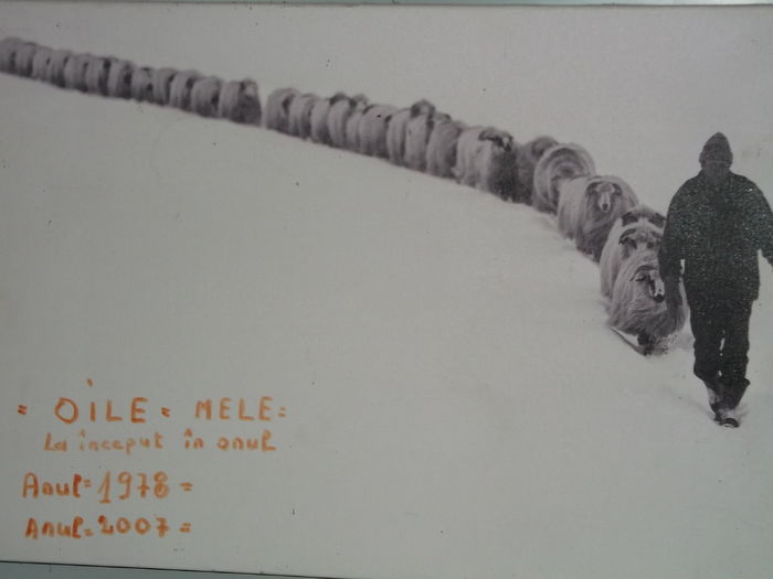 FOSTA-I LELE CAND AI FOST!!!