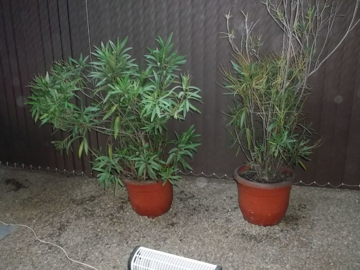 DECORATIUNI AMBIENTALE.