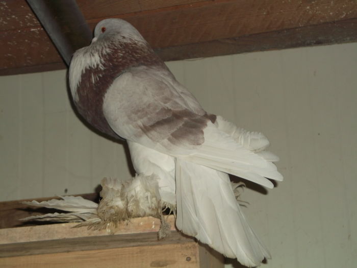 flori 443