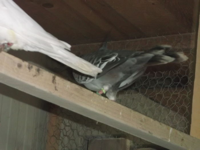 flori 446 - FERMA LEONTE 2016 BISTRITA