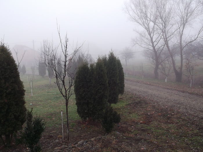 flori 473 - FERMA LEONTE 2016 BISTRITA