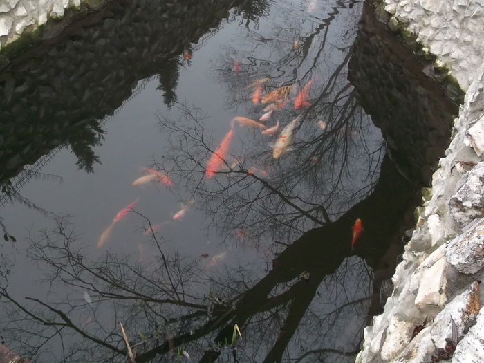 LACUL CU "KOY"(crap) - FERMA LEONTE 2016 BISTRITA