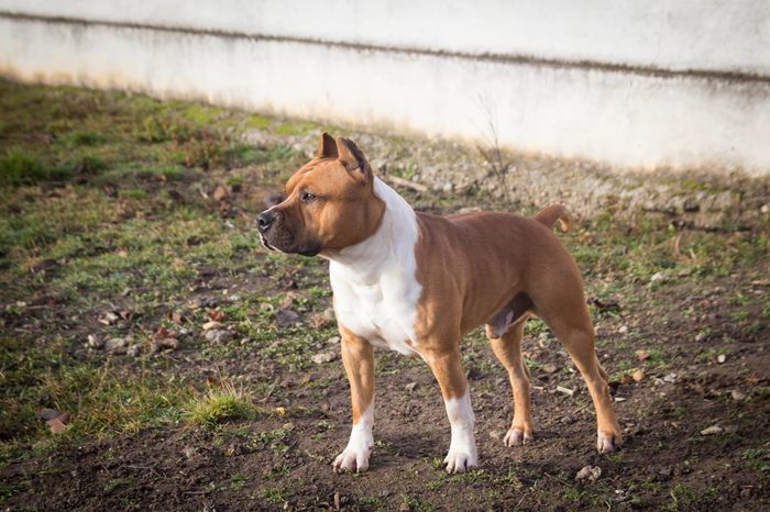 20 Months old - American Staffordshire Terrier - JCH Ringmaster Bold Skipper