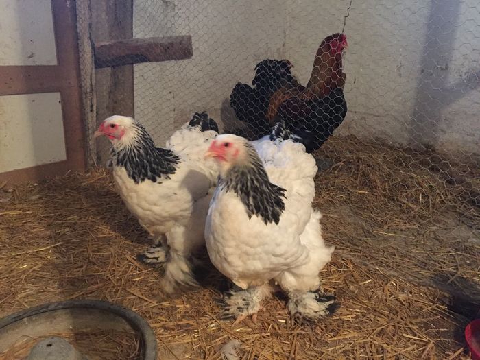 image - Brahma HD matca 2016