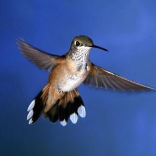 91356_a882422a82adb85fe3a466ba1dcd3629_mdsq - BIRDS
