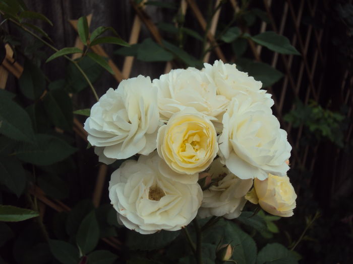 DSC02892 - Bouquet Parfait