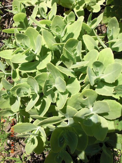 CIMG0164 - Gradina Casa si Plante Rare sau Deosebite pentru Sanatate2