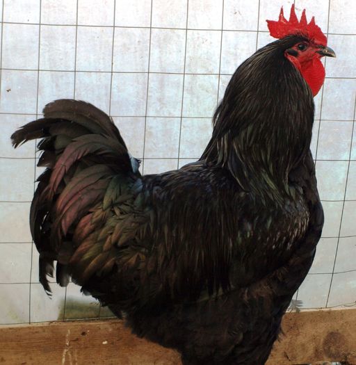 P1013759 - Jersey Negru - Decembrie 2015