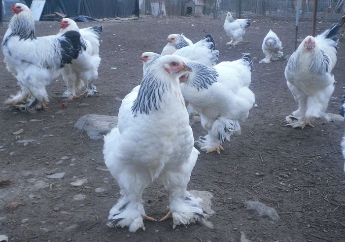 SAM_5666 (2) - Brahma herminat deschis