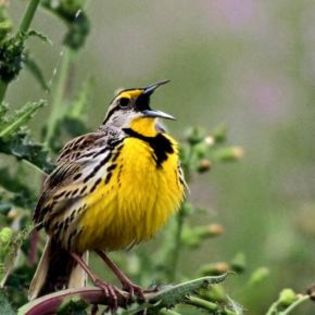 91408_b2ad87e4e51d573e784158281d5c9f65_mdsq - BIRDS
