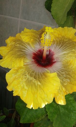 20151228_131025 - Hibiscus Tahitian Dragon