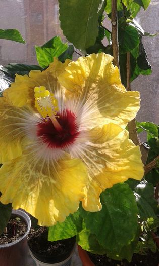 20151228_131016 - Hibiscus Tahitian Dragon
