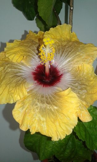 20151228_130747 - Hibiscus Tahitian Dragon