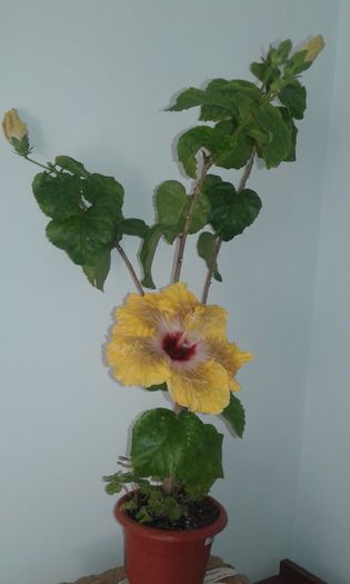 20151228_130811 - Hibiscus Tahitian Dragon