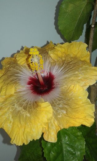 20151228_130834 - Hibiscus Tahitian Dragon