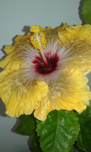 20151228_130849 - Hibiscus Tahitian Dragon