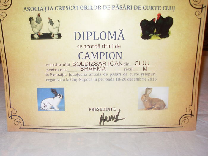 Brahma col gal-negru mascul - CUPE si DIPLOME 2014-2016