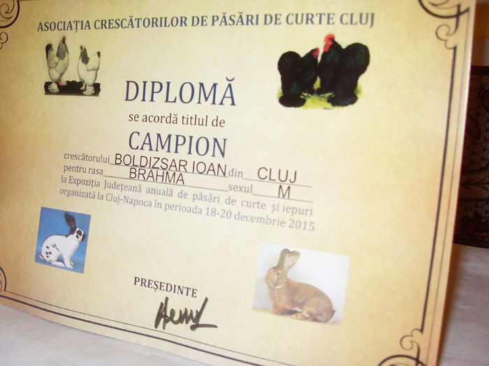 Expo Judeteana CLUJ 2015 - CUPE si DIPLOME 2014-2016