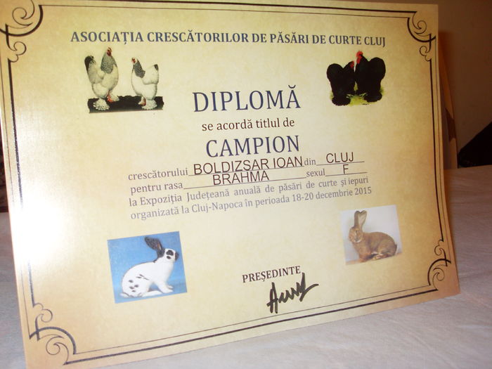 Expo Judeteana CLUJ 2015 - CUPE si DIPLOME 2014-2016