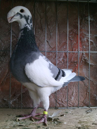 f2011 H VANDUTA