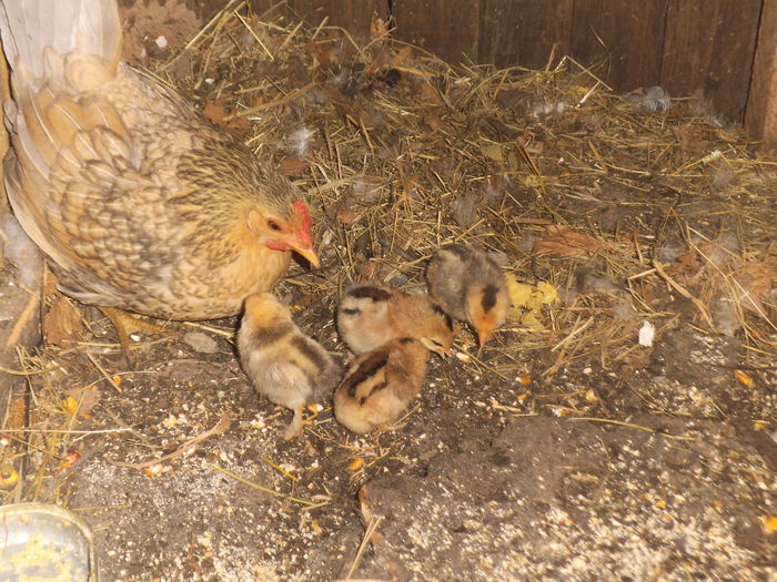 DSCF2691 - gainile mele pitice la gramada