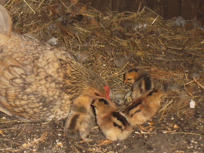 DSCF2692 - gainile mele pitice la gramada