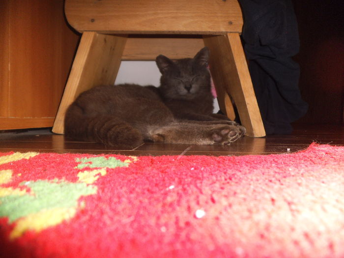 DSCF2793 - motanul meu