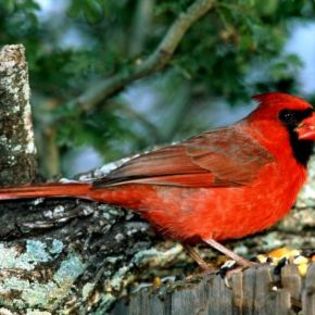 91601_638fd2fc855fe0490037df780a8a9eda_mdsq - BIRDS