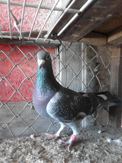 porumbei 262 - matca mea