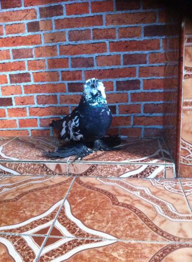 12442923_892620987474436_1266828537_n