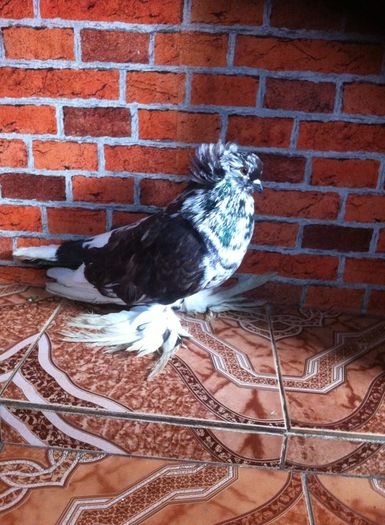 12459664_892622730807595_800671230_n