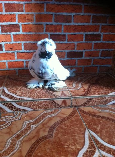 12434330_892622874140914_595799498_n (2)