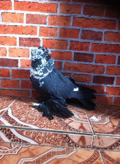 12435581_892622994140902_337751581_n