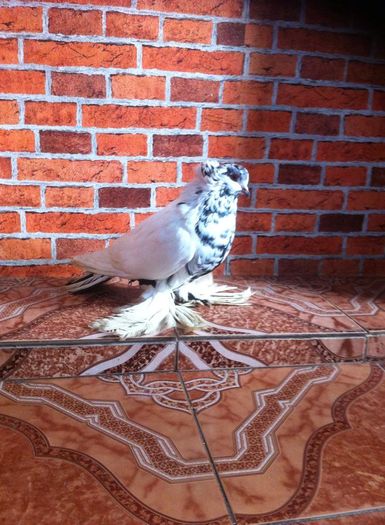 12435618_892622950807573_2068631643_n