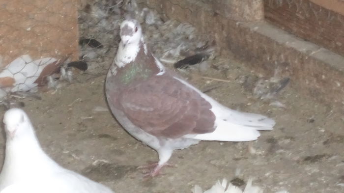 MASC,UKRAINA 2015 prins