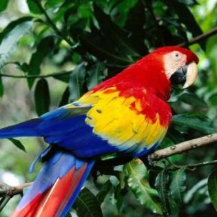 91857_af3dff6aa29d365df8d6d83b6e349ea3_mdsq - BIRDS