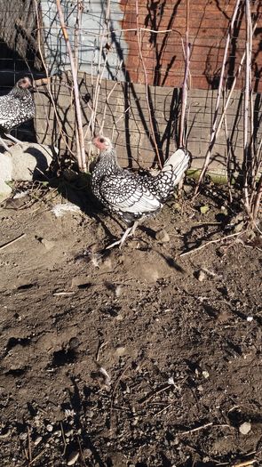 20151228_151029 - gaini sebright