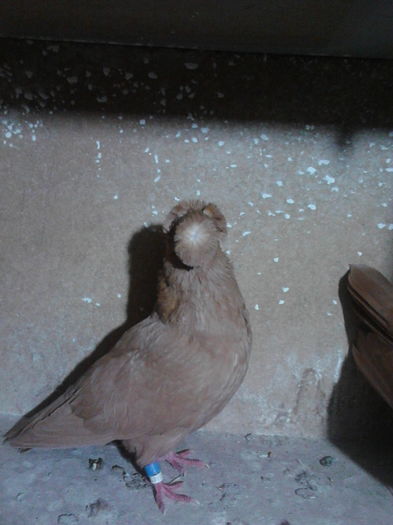 IMG_20151228_172256; Pui.septembrie 2015 fem
