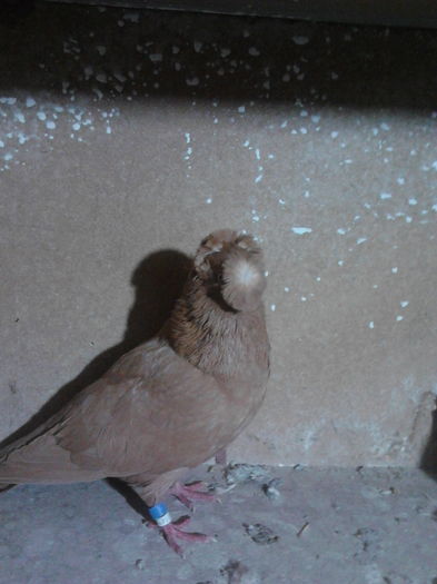 IMG_20151228_172206; Aceeasi
