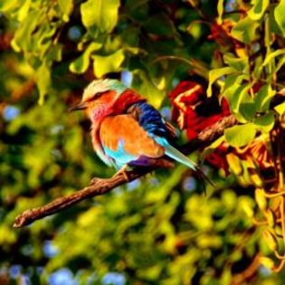 92058_4a004f54511c3d988ea7f63d7be9a831_mdsq - BIRDS