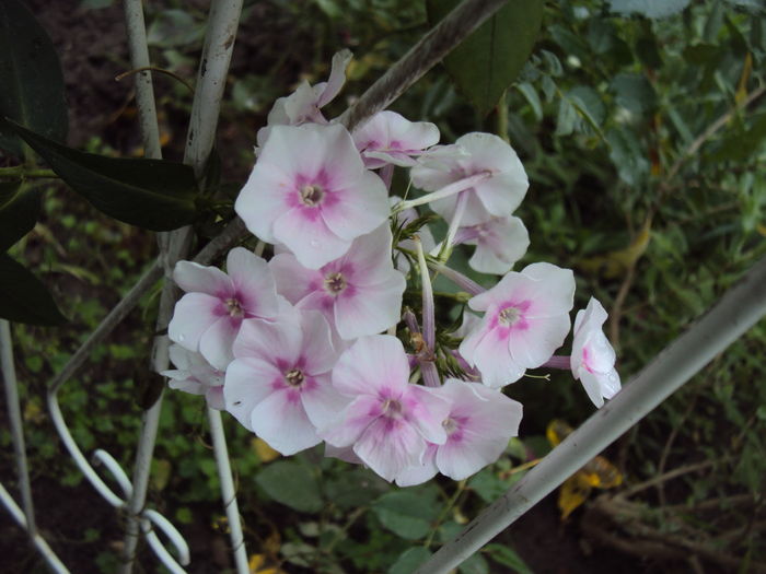 Flox paniculata