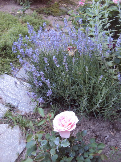 Lavanda - Phlox si alte perene