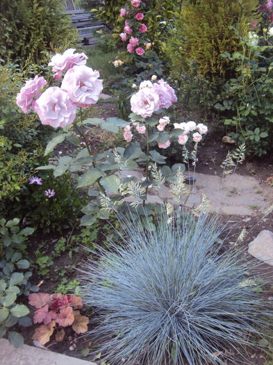 Festuca glauca - Phlox si alte perene