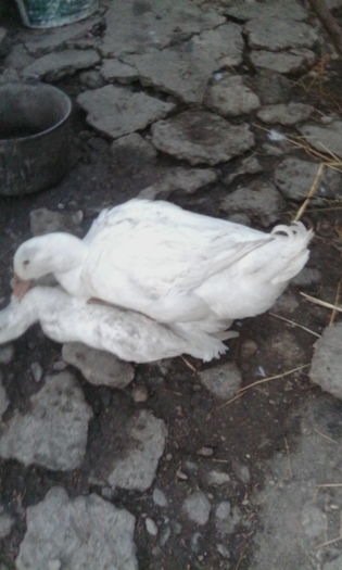 IMG_20150829_200407 - rate pekin